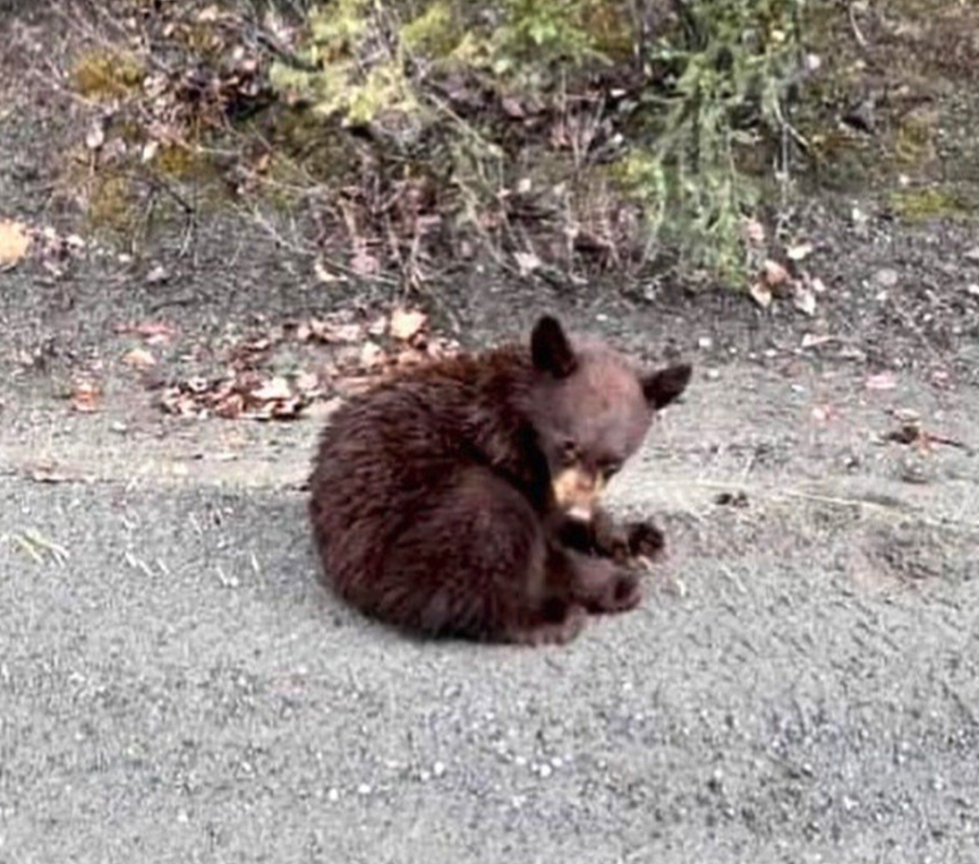 <who> Photo credit: Ellie Lamb </who> The orphaned bear.
