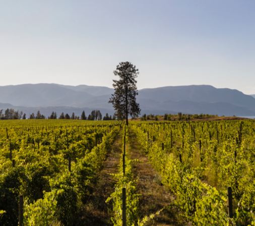 <who>Photo credit: Ailm</who>Ailm is named for the big, lone pine tree in the vineyard.