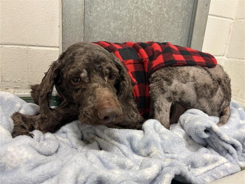 <who> Photo Credit: BC SPCA