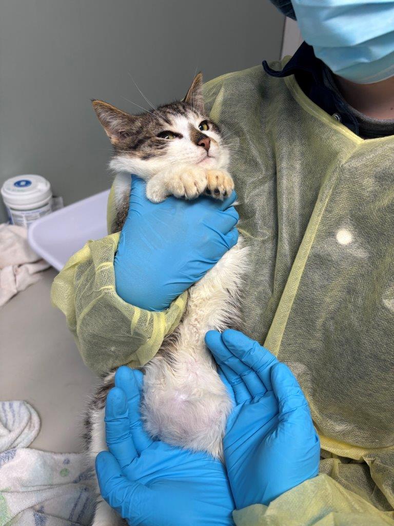 <who> Photo Credit: BC SPCA
