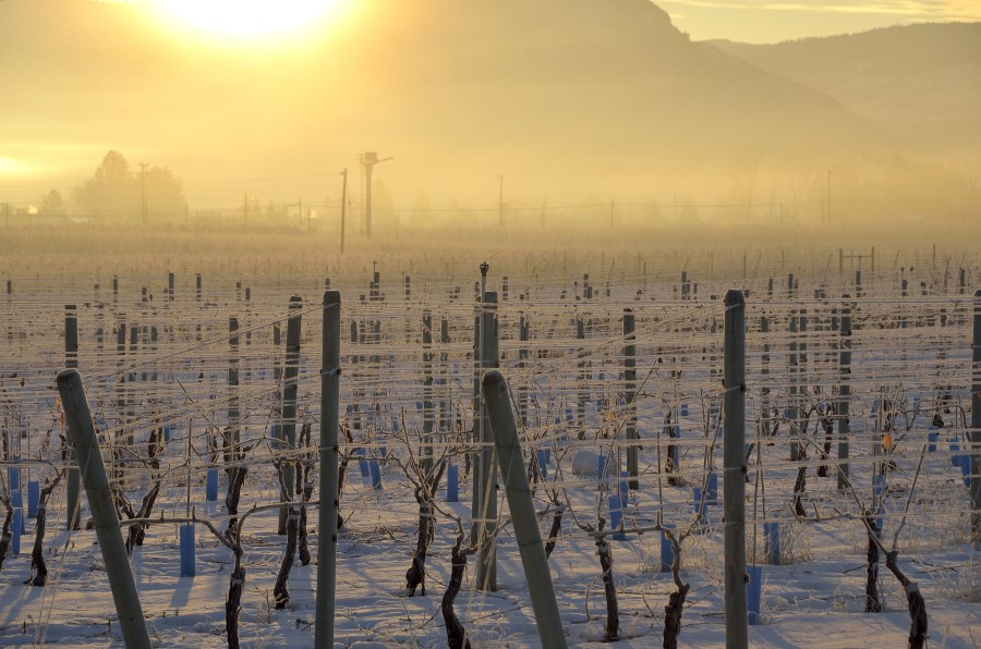 </who>LaStella Winery's vineyard in winter.