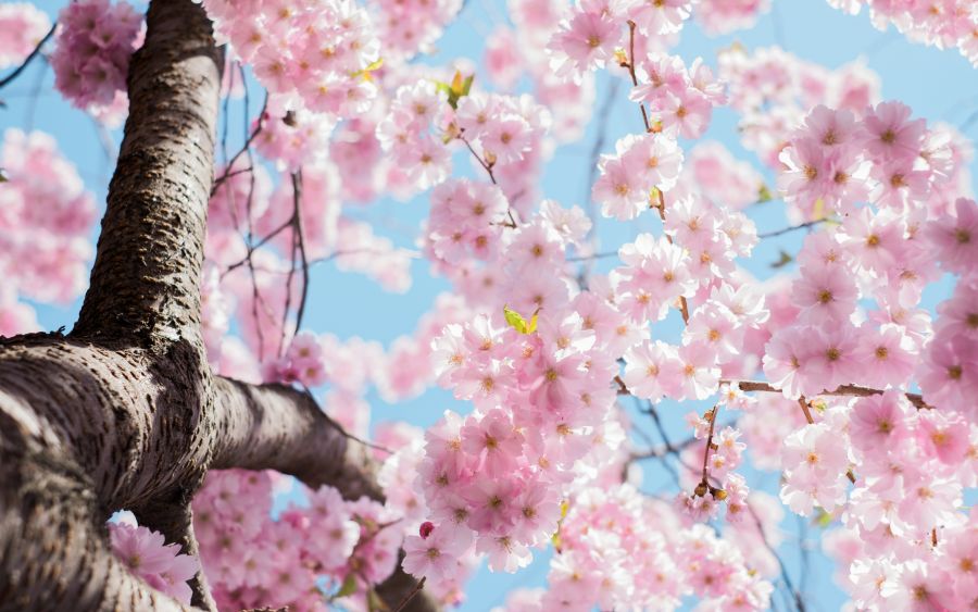 <who>Photo credit: Arno Smit on Unsplash</who>Soon all the fruit trees will be in bloom.