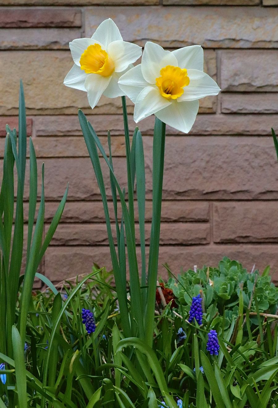 <who>Photo credit: Charles Gao on Unsplash</who>Daffodils are also early-spring bloomers.