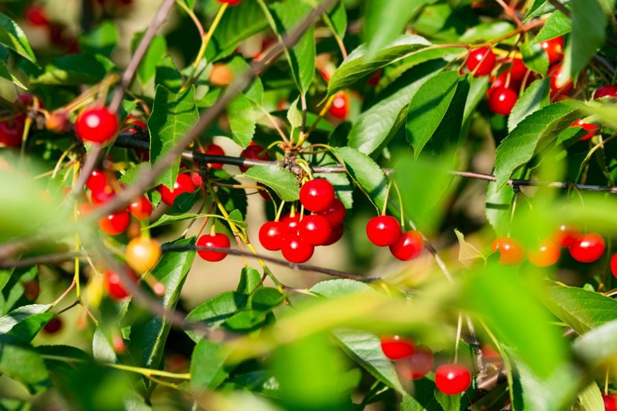 <who>Photo credit: Steven Weeks on Unsplash</who>Without water there are no tree fruits such as cherries, apples, peaches, pears, plums, apricots and nectarines.