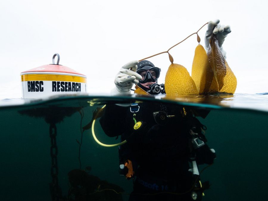 <who>Photo Credit: Rosie Poirier</who>Brian Timmer, a PhD student studying kelp forests at UVic, holds up a kelp sample during a marine field survey.
