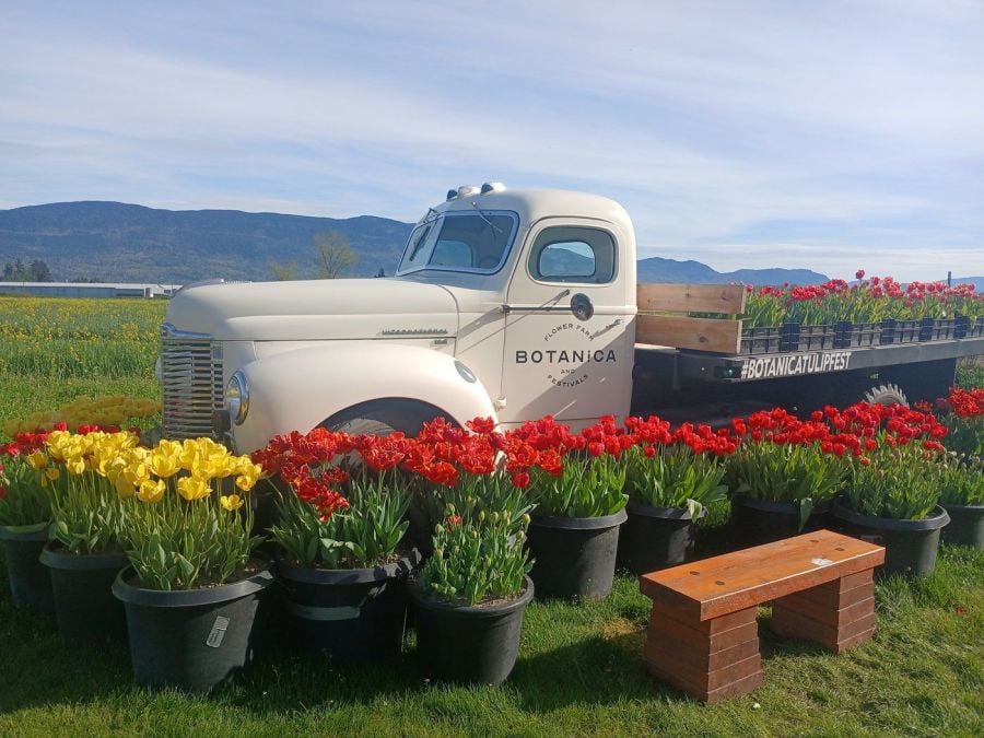 <who>Photo Credit: Eva Takakenew</who>For a few weeks each spring, millions of tulips transform a Chilliwack farm into a sea of colour.