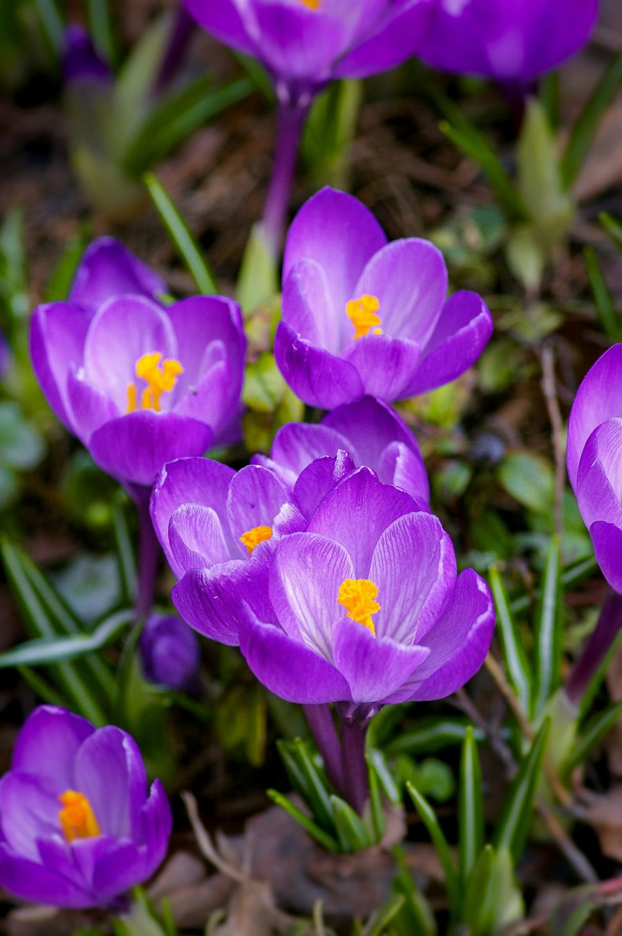 <who>Photo credit: Yoksel Zok on Unsplash</who>Crocus is often the first flower to appear in spring.