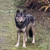 Volunteer group pulls out of search for wolf dog following killing of family's dog