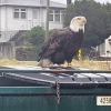 Toxic waste kills 19 eagles at a BC landfill