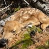 ‘Don’t be a fawn-napper,’ BC Conservation Officer Service urges