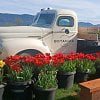 A sea of colour blooms each year in Chilliwack