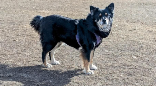 Dog missing after crash in Kelowna