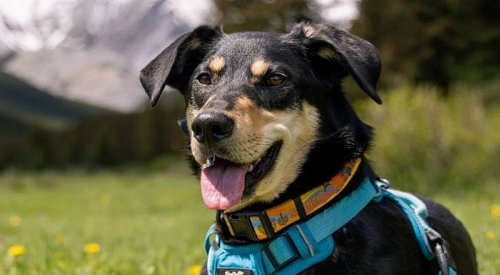 Okanagan Collection dog collars and leashes make their debut